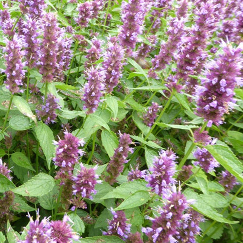 Agastache Beelicious Purple - Bakker