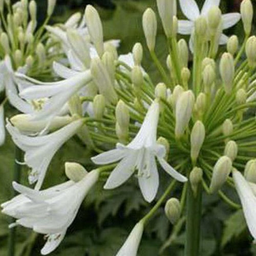 Agapanthus Headbourne White - Bakker
