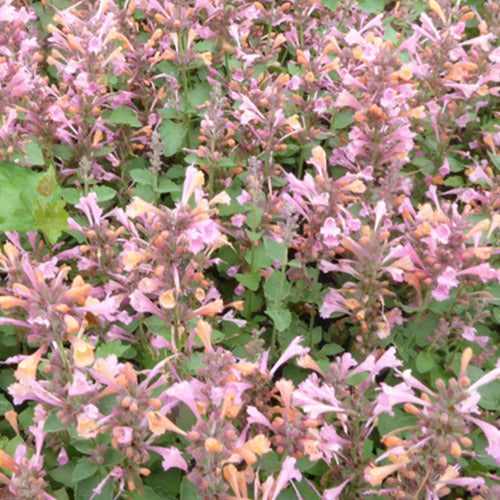 Duftnessel Kudos Ambrosia - Agastache kudos ambrosia - Gartenpflanzen