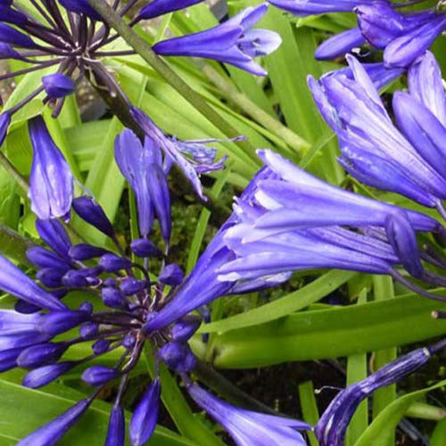 Agapanthus Navy Blue - Agapanthus navy blue - Gartenpflanzen