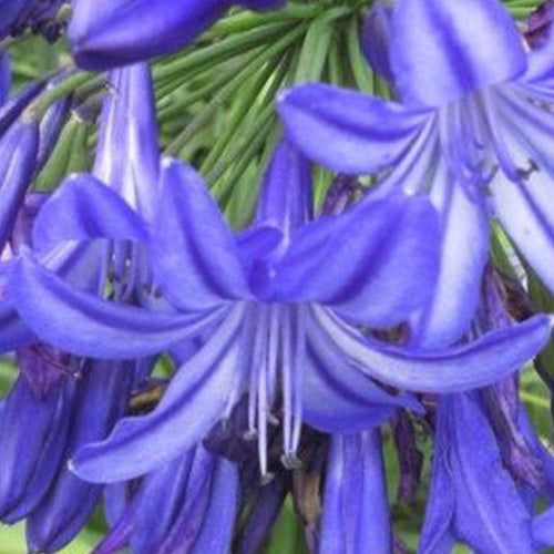 Agapanthus Northern Star - Bakker