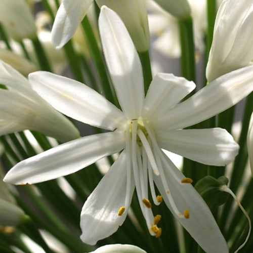Agapanthus White Heaven - Agapanthus white heaven - Gartenpflanzen