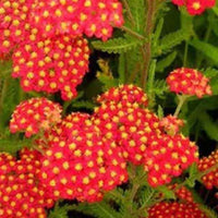 Schafgarbe Safran - Achillea millefolium safran - Gartenpflanzen
