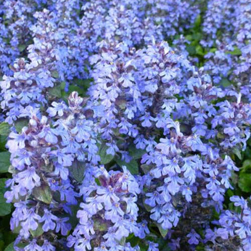 Kriechende Bugles (x3) - Ajuga reptans - Gartenpflanzen