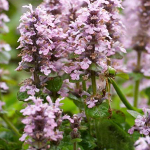 Kriechender Günsel Rosea - Ajuga reptans rosea - Gartenpflanzen