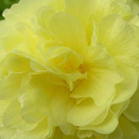 Doppelte Stachelrosen Gelb (x3) - Alcea rosea chaters double group yellow - Gartenpflanzen