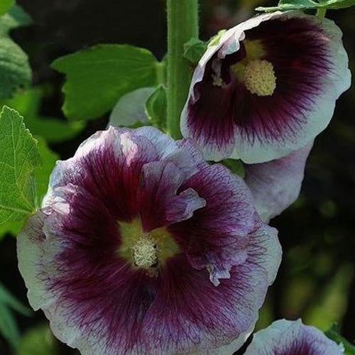 Stockrose Creme de Cassis - Alcea rosea crème de cassis - Gartenpflanzen