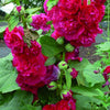 Doppelte Stachelrosen Rot (x3) - Alcea rosea chater's double rouge - Gartenpflanzen