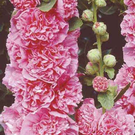 Gefüllte Stockrose (x3) - Alcea rosea chaters double group pink - Gartenpflanzen