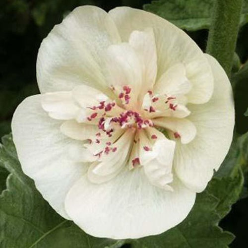 Mehrjährige Stockrose Parkallee - Bakker