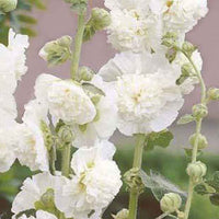 Stockrose Chater's Double weiß (x3) - Alcea rosea chater's double blanc - Gartenpflanzen