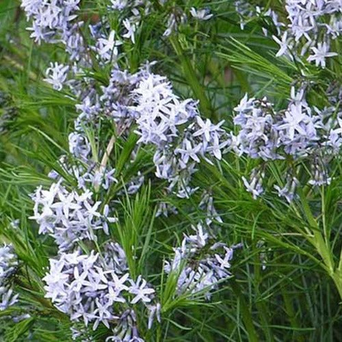 Amsonia hubrichtii - Amsonia hubrichtii - Gartenpflanzen