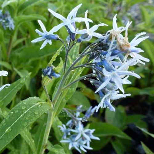 Blauer Stern - Amsonia tabernaemontana - Gartenpflanzen