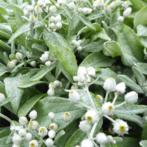 Perlkörbchen Silberregen - Anaphalis triplinervis silberregen - Gartenpflanzen