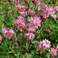 Gewöhnliche Akelei Barlow Rose - Bakker