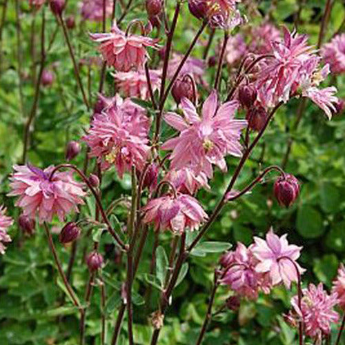 Gewöhnliche Akelei Barlow Rose - Aquilegia vulgaris rose barlow - Gartenpflanzen