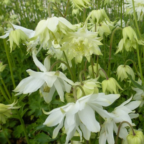 Garten-Anekolie White Barlow - Aquilegia vulgaris white barlow - Gartenpflanzen