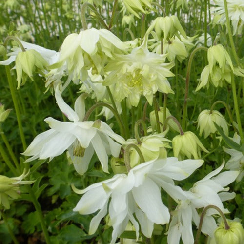 Garten-Anekolie White Barlow - Bakker