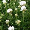 Spanischer Rasen weiß - Armeria maritima alba - Gartenpflanzen