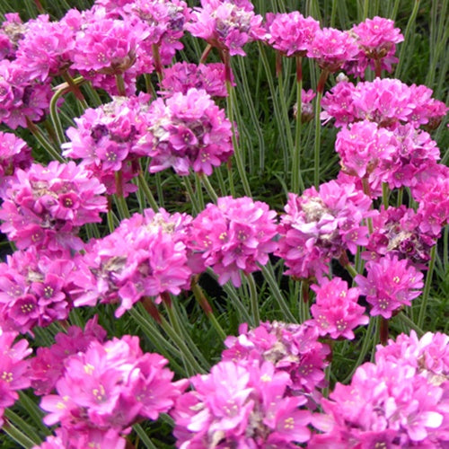 Spanische Rasen Düsseldorfer Stolz Armeria Ruhm von Düsseldorf (x3) - Armeria maritima dusseldorfer stolz - Gartenpflanzen