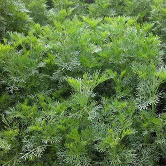 Eberraute - Artemisia abrotanum - Gartenpflanzen