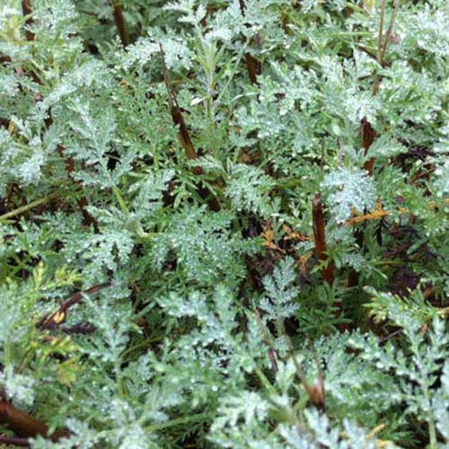 Französische Eberraute Aurone Courson - Artemisia abrotanum courson - Gartenpflanzen