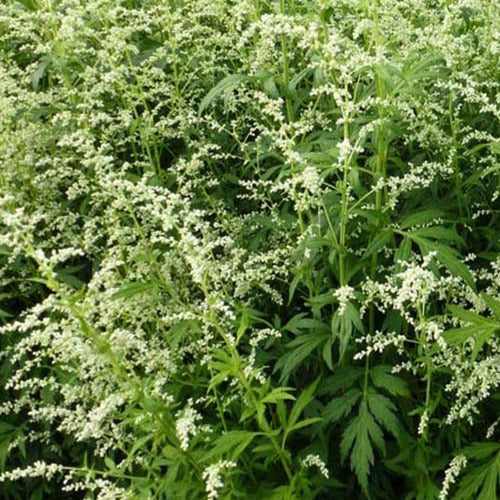 Chinesischer Beifuß - Artemisia lactiflora - Gartenpflanzen