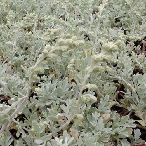 Fernöstliche Küstenarmsel Broughton Silver (x3) - Artemisia stelleriana boughton silver - Gartenpflanzen