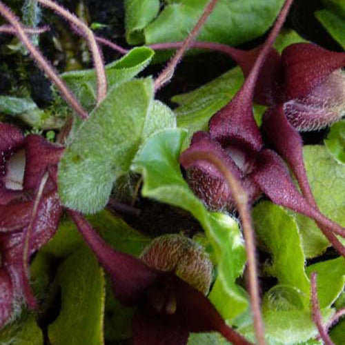 Asarum - Haselwurz