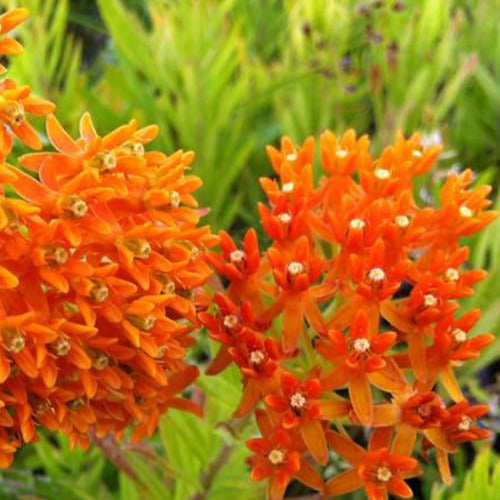 Tuberöse Asclepias - Asclepia tuberosa - Gartenpflanzen