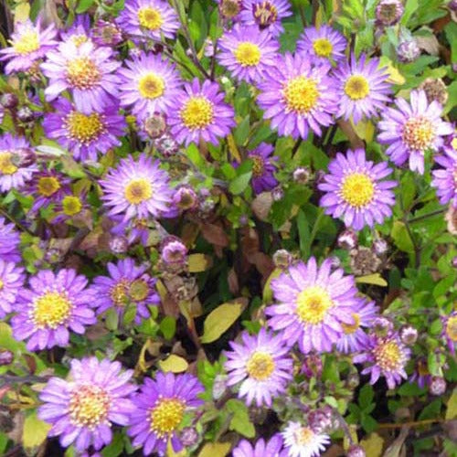 Ageratum ähnliche Aster 'Ezo Murasaki' - Bakker