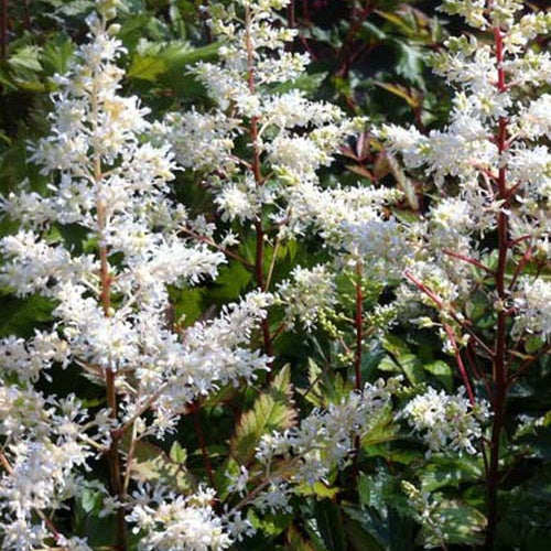 Rock and Roll Hybrid Astilbe - Bakker
