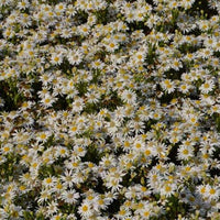 3 Wildastern Starshine - Bakker