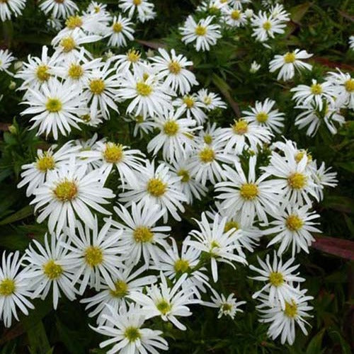Kissen-Aster 'Kristina' - Bakker
