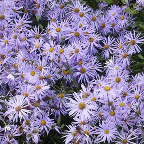 Sommer-Aster 'Mönch' - Bakker