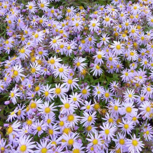 Herbstmargerite Eleven Purple - Bakker
