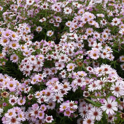 Herbstmargerite Kylie - Bakker