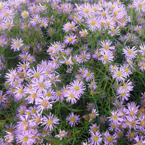 Astern Pink Star (x3) - Aster pink star - Gartenpflanzen