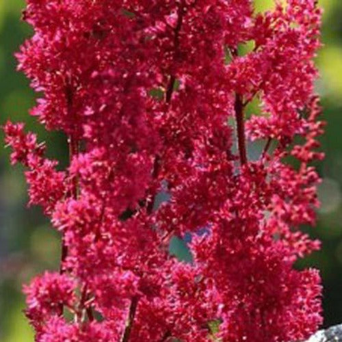 Japanische Astilbe Montgomery - Astilbe japonica montgomery - Gartenpflanzen