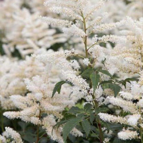Hybrid-Astilbe Washington - Bakker