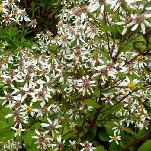 Großblättriger Asternbaum Albus (x3) - Aster macrophyllus albus - Gartenpflanzen