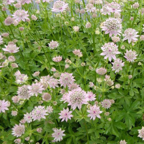 Große Astronomie Florenz - Astrantia major florence - Gartenpflanzen