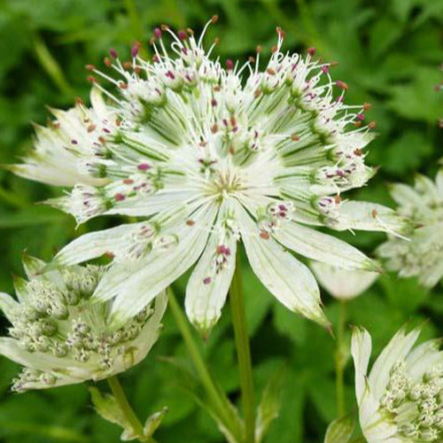 Große Astronomie Snow Star - Astrantia major snow star - Gartenpflanzen