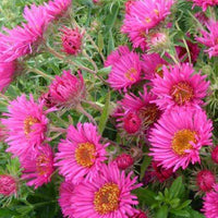 Raublatt-Aster Andenken an Alma Pötschke (x3) - Aster novae-angliae andenken an alma pötschke - Gartenpflanzen