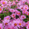 Raublatt-Aster Rudelsburg (x3) - Bakker