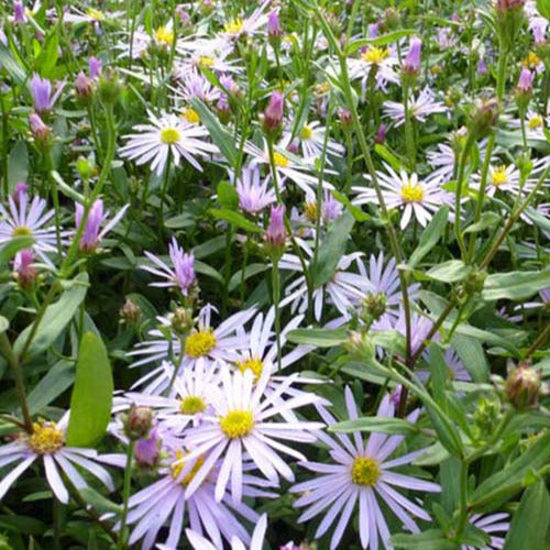 Pyrenäen-Aster Lutetia (x3) - Aster pyrenaeus lutetia - Gartenpflanzen