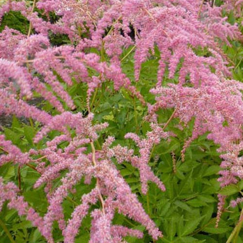 Chinesische Astilbe Straussenfeder - Bakker
