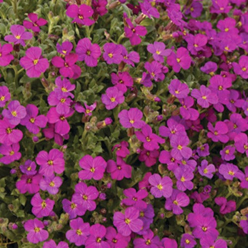 Aubriden Regado Red (x3) - Aubrieta regado red  ( regado series ) - Gartenpflanzen