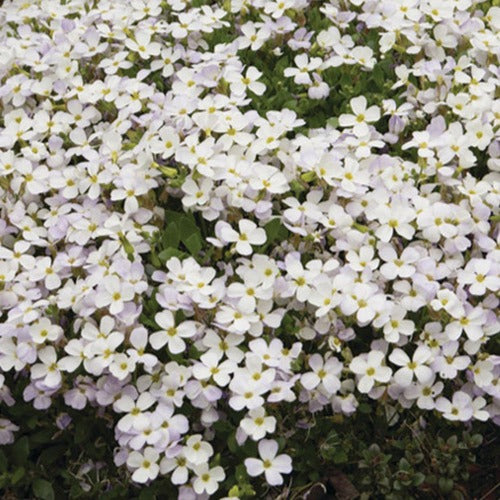 Aubriden Regado Weiß (x3) - Aubrieta regado white  ( regado series ) - Gartenpflanzen