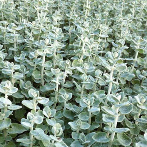 Pseudodictame Ballote - Bakker